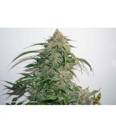 AutoGlueberry OG (Dutch Passion)