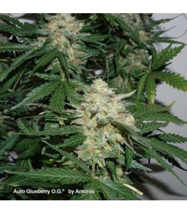 AutoGlueberry OG Dutch Passion - Αυτόματοι Σπόροι Κάνναβης