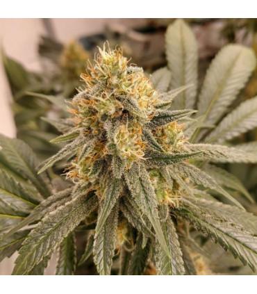 HiFi 4G (Dutch Passion)