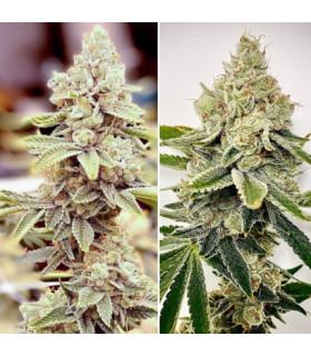 HiFi 4G (Dutch Passion)