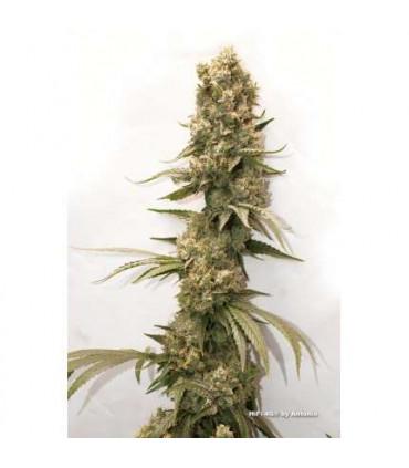 HiFi 4G (Dutch Passion)