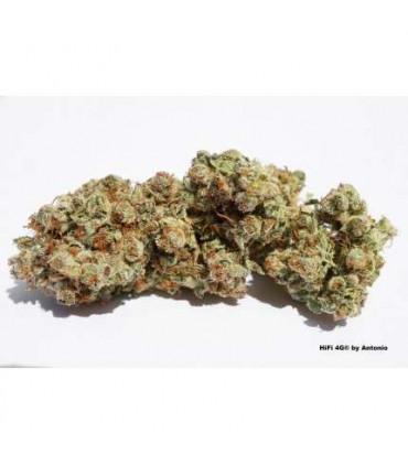 HiFi 4G (Dutch Passion)