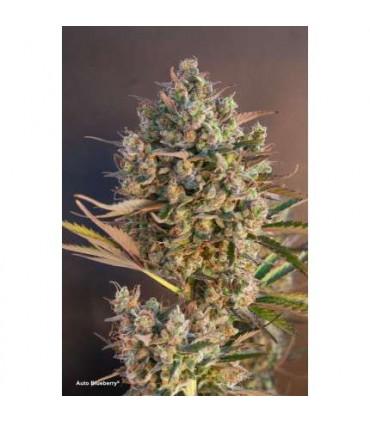 AutoBlueberry Dutch Passion - Αυτόματοι Σπόροι Κάνναβης