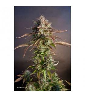 AutoBlueberry