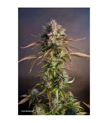 AutoBlueberry Dutch Passion - Αυτόματοι Σπόροι Κάνναβης