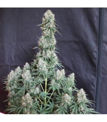 AutoBlueberry Dutch Passion - Αυτόματοι Σπόροι Κάνναβης