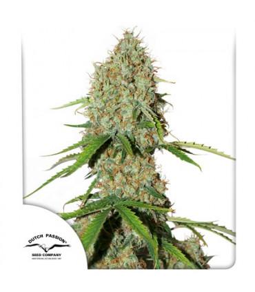 AutoBrooklyn Sunrise (Dutch Passion)