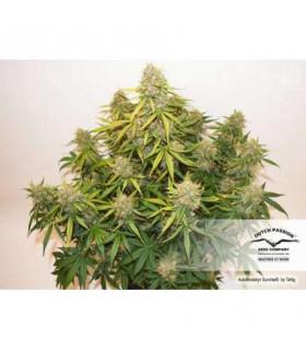 AutoBrooklyn Sunrise (Dutch Passion)