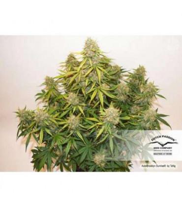 AutoBrooklyn Sunrise (Dutch Passion)