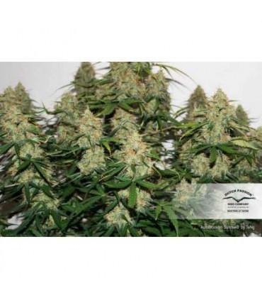 AutoBrooklyn Sunrise (Dutch Passion)