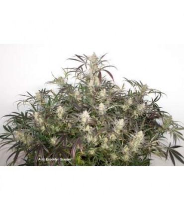 AutoBrooklyn Sunrise (Dutch Passion)