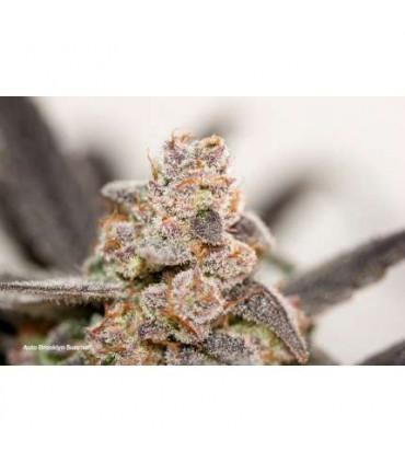 AutoBrooklyn Sunrise (Dutch Passion)