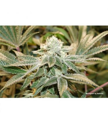 Meringue (Dutch Passion)