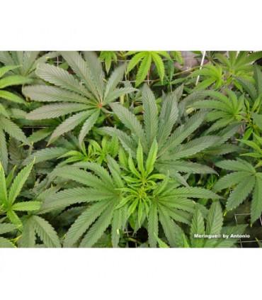 Meringue (Dutch Passion)