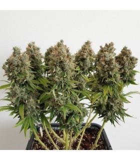 Mazar (Dutch Passion)