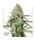 AutoColorado Cookies