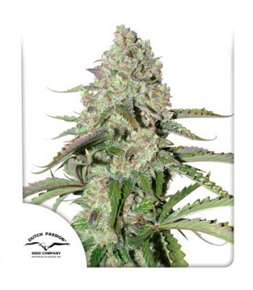 AutoColorado Cookies