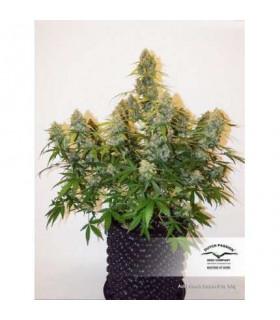 AutoColorado Cookies (Dutch Passion)