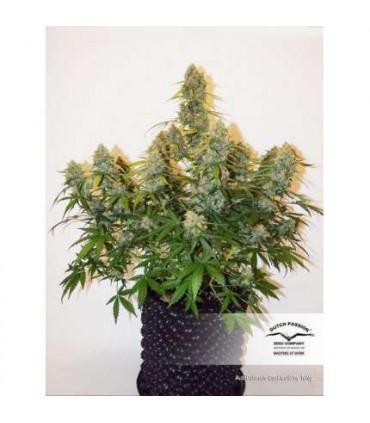 AutoColorado Cookies