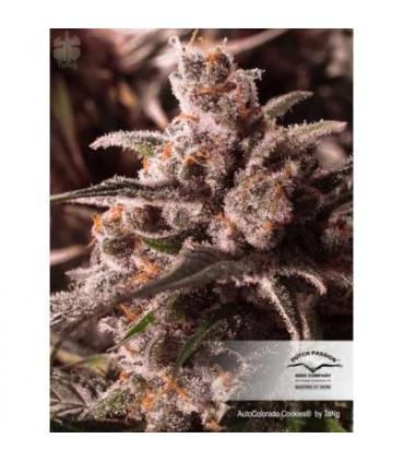AutoColorado Cookies