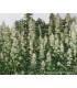 AutoColorado Cookies