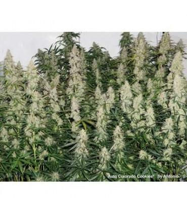 AutoColorado Cookies