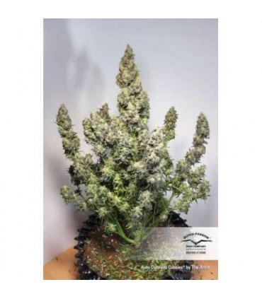 AutoColorado Cookies
