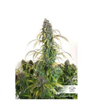 AutoDaiquiri Lime (Dutch Passion)