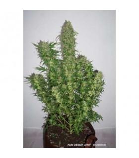 AutoDaiquiri Lime (Dutch Passion)