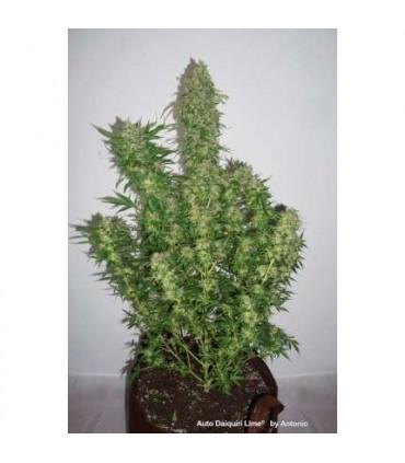 AutoDaiquiri Lime (Dutch Passion)