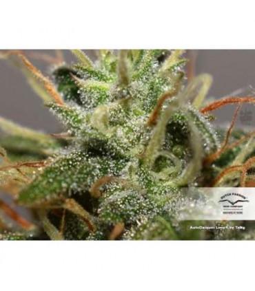 AutoDaiquiri Lime (Dutch Passion)