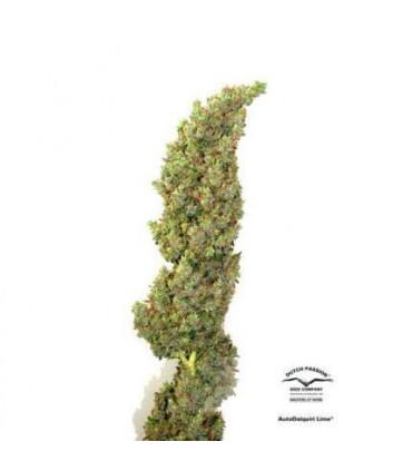 AutoDaiquiri Lime (Dutch Passion)