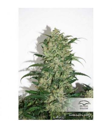 AutoNight Queen (Dutch Passion)