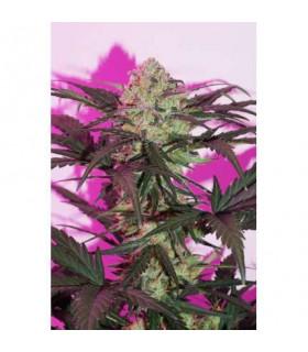 AutoNight Queen (Dutch Passion)