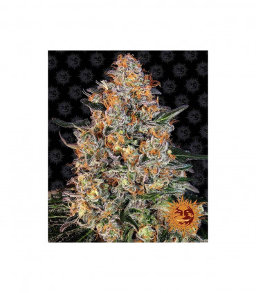 Bubba Kush Barney's Farm - Σπόροι Κάνναβης Φωτοπεριόδου