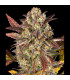 Amnesia Haze Auto Barney's Farm - Αυτόματοι Σπόροι Κάνναβης