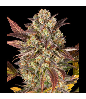 Amnesia Haze Auto Barney's Farm - Αυτόματοι Σπόροι Κάνναβης