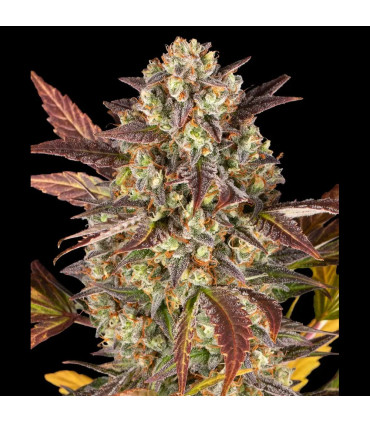 Amnesia Haze Auto Barney's Farm - Αυτόματοι Σπόροι Κάνναβης