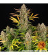 Amnesia Haze Auto Barney's Farm - Αυτόματοι Σπόροι Κάνναβης
