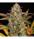 Amnesia Haze Auto Barney's Farm - Αυτόματοι Σπόροι Κάνναβης