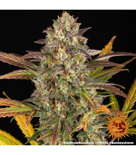 Amnesia Haze Auto