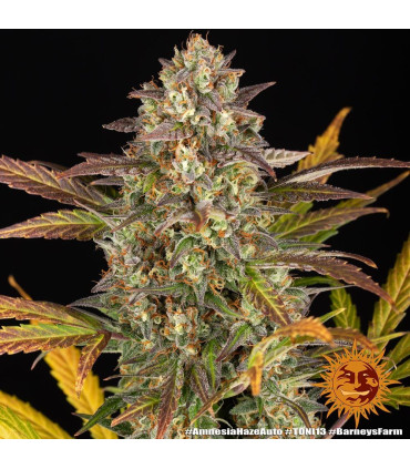 Amnesia Haze Auto Barney's Farm - Αυτόματοι Σπόροι Κάνναβης