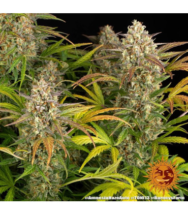Amnesia Haze Auto Barney's Farm - Αυτόματοι Σπόροι Κάνναβης