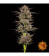 Frosted Zinn x 3 Bears OG Auto - Barney's Farm