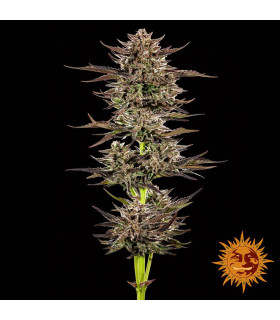 Frosted Zinn x 3 Bears OG Auto - Barney's Farm