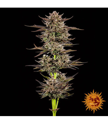 Frosted Zinn x 3 Bears OG Auto - Barney's Farm
