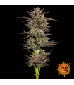 Frosted Zinn x 3 Bears OG Auto
