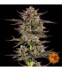 Frosted Zinn x 3 Bears OG Auto - Barney's Farm
