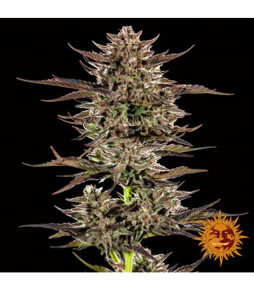 Frosted Zinn x 3 Bears OG Auto - Barney's Farm
