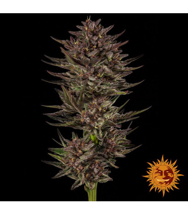 Frosted Zinn x Cookie Dog Auto - Barney's Farm